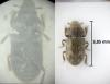 Heterocerus sp.